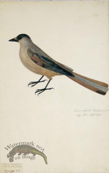 152 Swedish Birds . Corvus Infaustus Siberian Jay